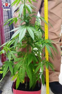 Zdjęcie przedstawia sadzonkę konopi w doniczce zatrzymanej z interwencji w jednym z mieszkań