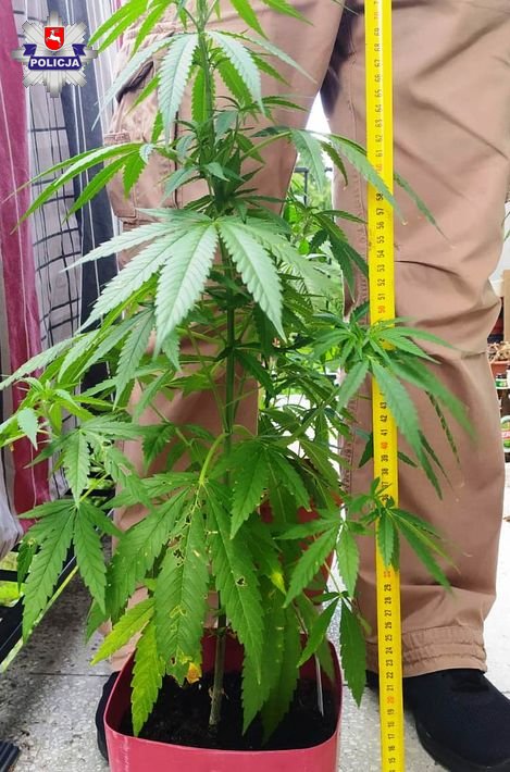 Zdjęcie przedstawia sadzonkę konopi w doniczce zatrzymanej z interwencji w jednym z mieszkań