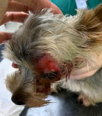 zdjęcie przedstawia poszkodowanego psa rasy york, który został ugodzony nożem w okolicę oka