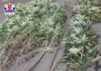 zdjęcie przedstawia sadzonki konopi innych niż włókniste, które zostały zabezpieczone prze policjantów