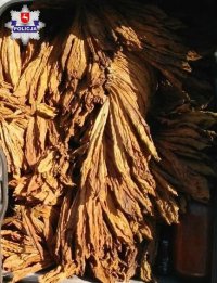 zdjęcie przedstawia tytoń, który został znaleziony u mieszkańca gminy Serniki