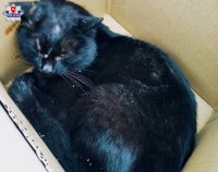 zdjecie przedstawia chorego kota