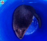 zdjęcie przedstawia młodego bobra