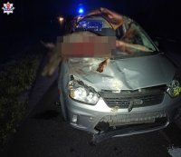 zderzenie samochodu z łosiem