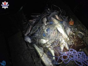 zdjęcie przedstawia ryby w sieci rybackiej znalezione u kłusownika