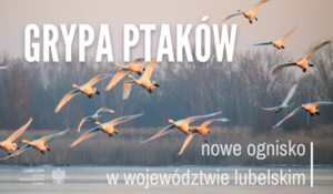 na zdjęciu ptaki nad wodą