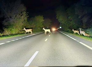 na zdjęciu zwierzeta