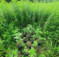 ZABEZPIECZONE ROŚLINY KONOPI