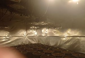 na zdjęciu lampy, które oświetlały posadzone sadzonki i sadzonki w doniczkach