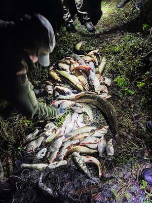 na zdjeciu ryby z nielegalnego połowu